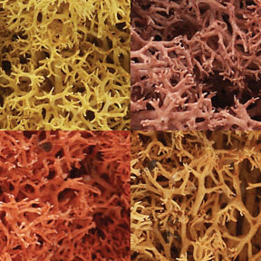 Lichen- Autumn Mix (1qt. Bag)