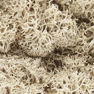 Lichen- Natural (1qt. Bag)