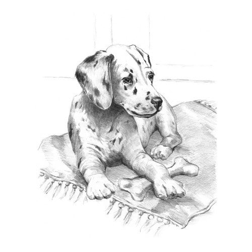 Dalmatian Pup Sketching Made Easy Age 8+ (11.25"x15.375")