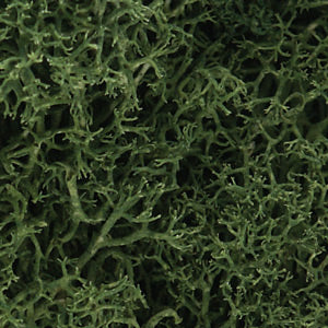 Lichen- Medium Green (1qt. Bag)