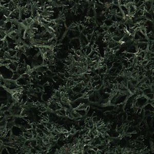 Lichen- Dark Green (1qt. Bag)