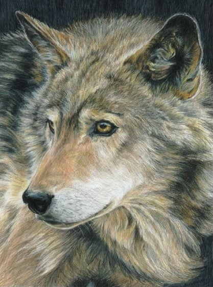 Curious Eyes (Wolf) Pencil by Number Age 8+ (8.75"x11.75")