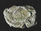 Rock Mold- Wind Rock (5"x7")