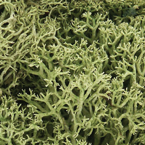Lichen- Spring Green (1qt. Bag)